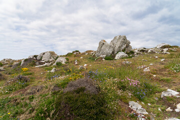 Au printemps, la lande bretonne de la presqu'île de Crozon, parsemée de rochers, se pare de...