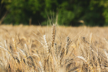 Background of ripening ears of wheat.