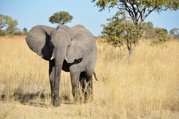 Fototapeta premium Elefant