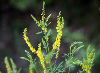 Melilot officinalis, ribbed melilot (Melilotus officinalis) blooms in nature