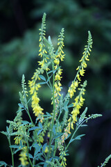 Melilot officinalis, ribbed melilot (Melilotus officinalis) blooms in nature