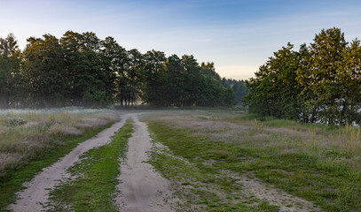 A dirt path meanders through a grassy field towards trees on a misty morning. Green grass peeks through the path and fog creates a tranquil atmosphere.
