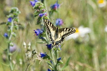Old World Swallowtail or common yellow swallowtail (Papilio machaon) sitting on blueweed in Zurich,...
