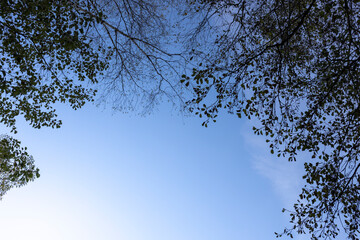 The sky is blue and the trees are green