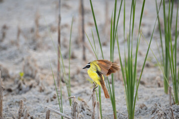 Pitangus sulphuratus perched on a branch opens its wings to take flight. Yellow-breasted bird with white face and black lines on the eyes.