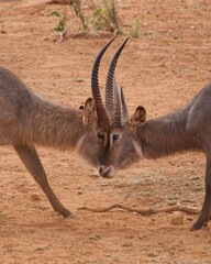 African Wildlife: Waterbuck Fighting