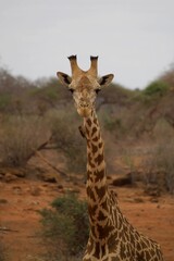 African Wildlife: Giraffe and Oxpecker