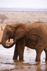 African Elephant Bathing