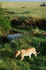 African Lion On The Prowl