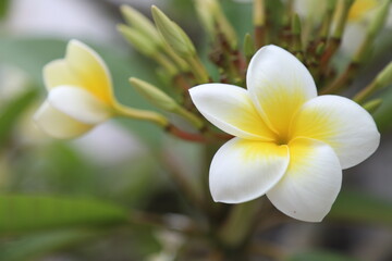 plumeria, a beautiful exotic flower from the island of Tenerife