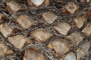 backgrounds of structure palm 