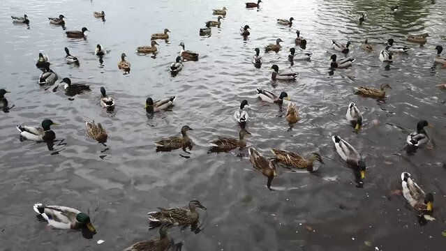Ducks eat bread while floating in a pond. Hungry ducks in the lake. City park with a pond. Footage taken with Osmo Pocket handheld.