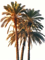 Two palm trees standing together, great for beach or tropical scenery