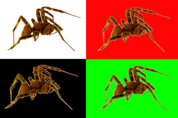 A photographic image of a hairy spider for use in custom artwork