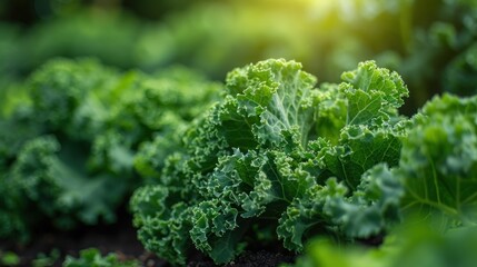Close-up of Lush Green Kale Leaves in Sunlight