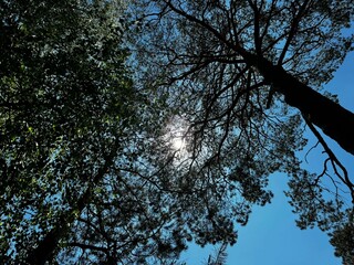 Looking Up at the Sun Shining Through the Trees on a Beautiful Sunny Day. Play of Light and Shadows in the Forest.