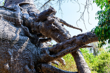 Root of the african baobab tree (adansonia digitata)