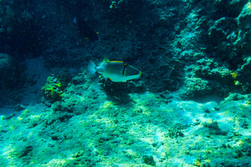 Colonies of the corals and tropical fishes at coral reef in Red sea