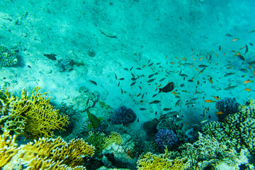 Colonies of the corals and tropical fishes at coral reef in Red sea