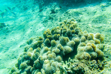 Colonies of the corals (Turbinaria) at coral reef in Red sea