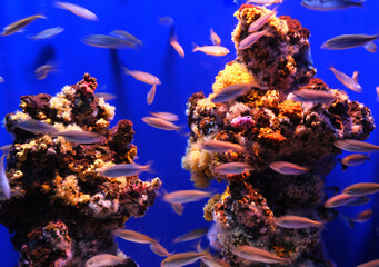 illuminated coral reef

