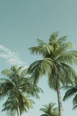 Fototapeta premium A group of palm trees against a bright blue sky, ideal for travel or landscape photography