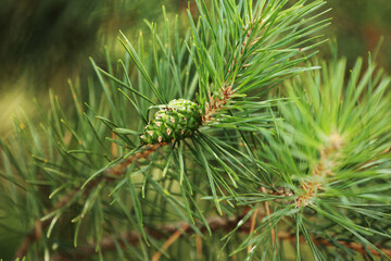 Coniferous trees in spring. Close up of cones and young shoots on the pine branches. Young buds with cones on spruce. Green long needles on a branch with cones.