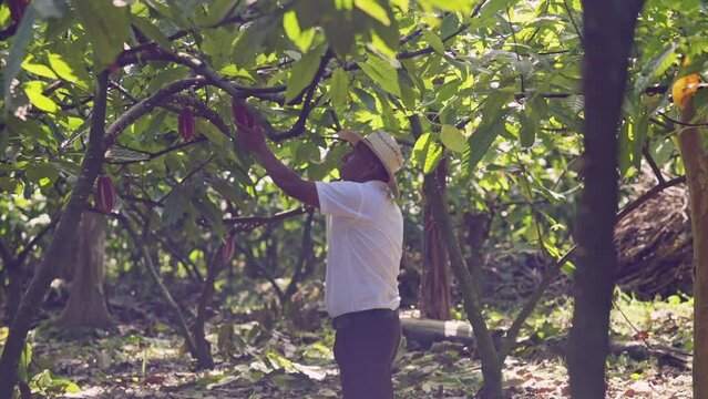 Farmer visits the cocoa plantation and checks the fruit of the trees.