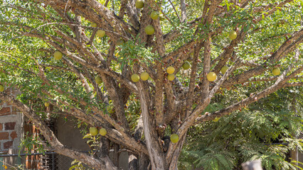 Calabash tree (Crescentia alata) also called Mexican calabash, jicaro, morro, morrito or winged...