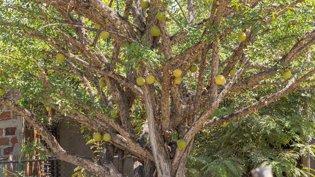 Calabash tree (Crescentia alata) also called Mexican calabash, jicaro, morro, morrito or winged calabash in Nicaragua. Typical yellow balls growing on the trunk with black round fruit inside.