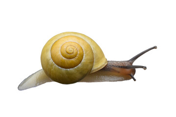 A yellow grove snail isolated on the transparent background