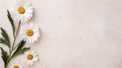 Obraz premium Chamomile daisy floral illustration, leaves forming a graceful border on vintage craft paper, suitable for wedding invites, greeting cards, or flyers, natural elegance and timeless beauty