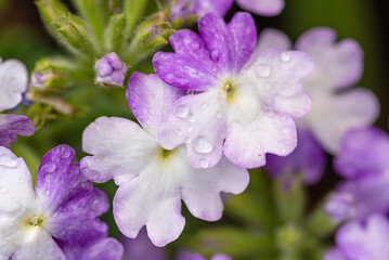 Violet primula with raindrops. Primulaceae