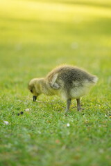 A picture clicked in Denmark