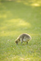 A picture clicked in Denmark