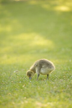 A picture clicked in Denmark