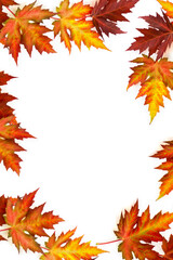 Autumnal maple leaves on a white background with space for text. Top view, flat lay