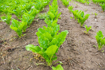 beet fields contribute effective livestock feed production, sugar beet, farmer's pride, feed crop, sustainable farming, nutritious feed, animal nutrition