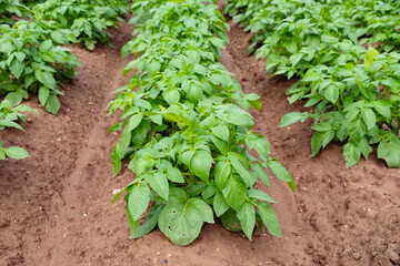 green potato tops, tuberous herbaceous plant, Solánum tuberósum, agricultural scene, field ripening, agricultural land, farm life