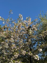 Magnolias in the Batanical garden, spring