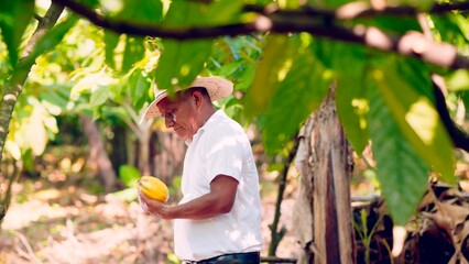 Farmer examines the cocoa fruit for evaluation.