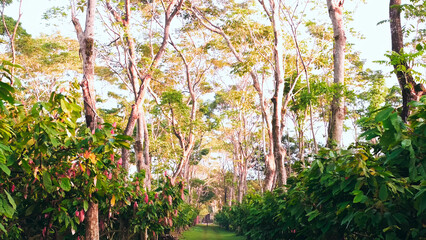 General view of path with cocoa trees and trees to generate shade.