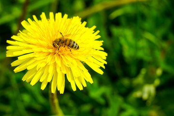 A honey bee adorned with pollen sucks nectar from a yellow dandelion flower, bee collecting pollen