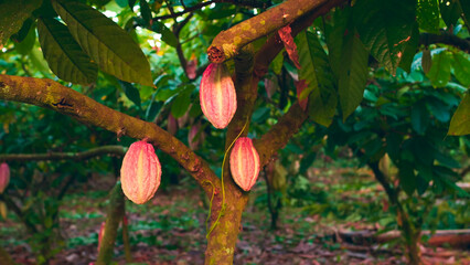 Beautiful ripe cocoa pods hanging on a tree.