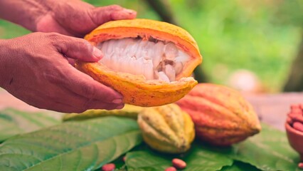 Close-up shot of a farmer's hands showing an open cocoa pod.