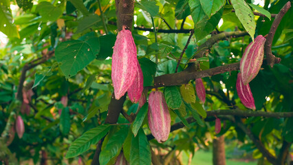 Ripe cocoa pods hanging from a tree, ready to be cut and processed.