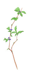 watercolor pictorial twig with blue berries and green leaves isolated on white background, sticker, decoration element