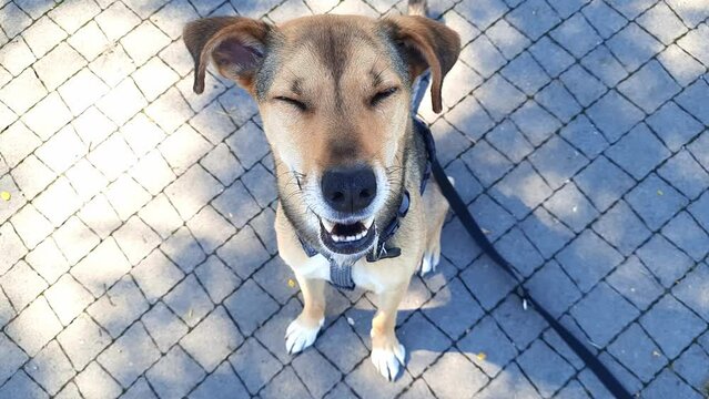 Dog ​​looking at camera top view. Personal perspective. Mongrel panting with Tongue Out sitting on sidewalk on hot summer day. Smiling pet Portrait
