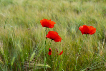 blooming red poppies in green summer field, green nostalgic landscape, empty basis for designer, postcard, environmental concept