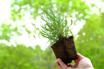 close-up of female hands transplant seedlings, young lavender plants, gardener in gloves holds...